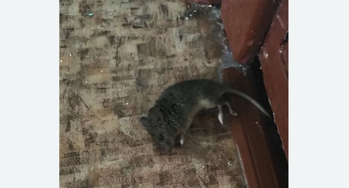 Дезинфекция от мышей в Белозерске
