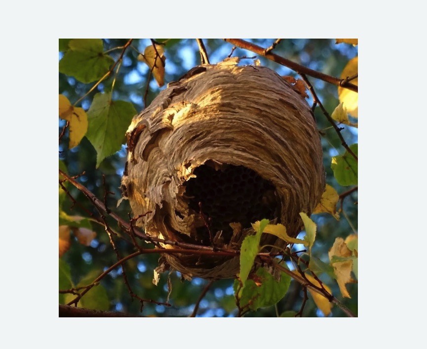 Обработка от шершней в Белозерске