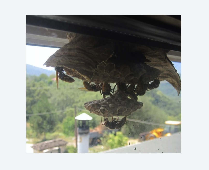 Уничтожение гнёзд шершней в Белозерске