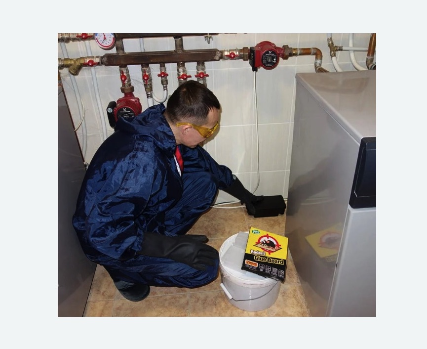 Уничтожение крыс в Белозерске