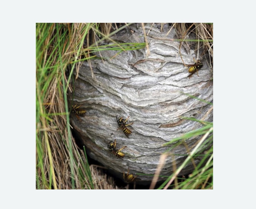 Уничтожение ос и ульев в Белозерске